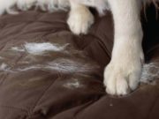 5 Best Dog Furniture Covers and Protectors (6 Hours of Research and Testing) Top 5 Best Dog Furniture Covers and Protectors