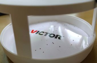 5 Best Flea Trap Types for Serious Infestations Top 5 Best Electric Flea Traps