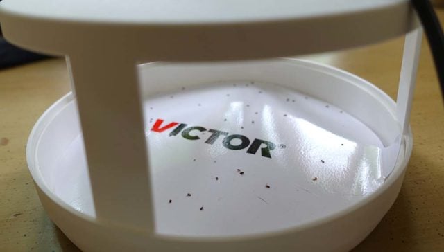 Top 5 Best Electric Flea Traps Top 5 Best Electric Flea Traps