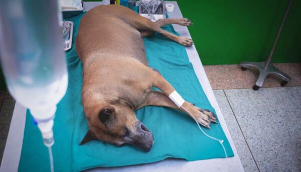 4 Signs of Pancreas Problems in Dogs To Look Out For