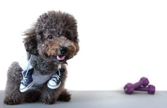 What Are Running Shoes for Dogs and Do Dogs Really Need Them? What Are Running Shoes for Dogs and Do Dogs Really Need Them