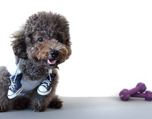 What Are Running Shoes for Dogs and Do Dogs Really Need Them? What Are Running Shoes for Dogs and Do Dogs Really Need Them