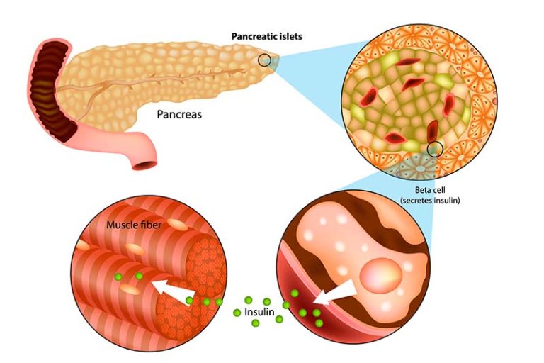 A closer look at Do Dogs Eat Grass When They Have A Pancreas Condition