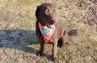 How to Make a Dog Bandana Without Sewing how to make a dog bandana