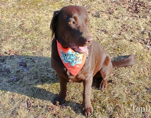 How to Make a Dog Bandana Without Sewing how to make a dog bandana