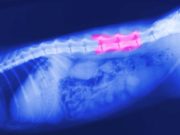 7 Common Dog Spine Problems: Causes and Treatments 7 Causes and Signs of Dog Spine Problems (and How to Prevent or Fix Them)