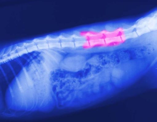 7 Common Dog Spine Problems: Causes and Treatments 7 Causes and Signs of Dog Spine Problems (and How to Prevent or Fix Them)