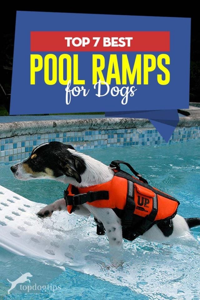 Top 7 Best Dog Pool Ramps [Updated 2023]