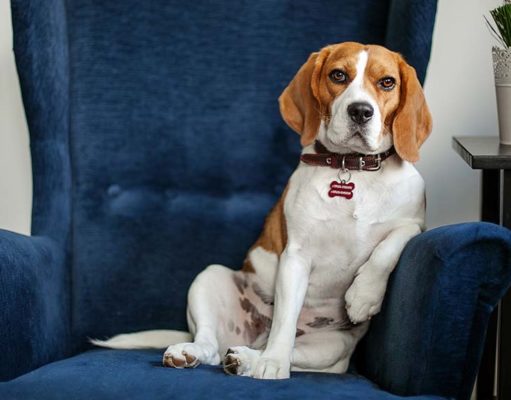 Depression in Dogs: Symptoms, Causes and Treatments Depression in Dogs - Symptoms, Causes and Treatments