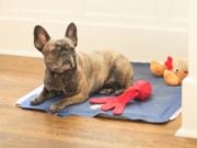 Different Types of Dog Cooling Products: Mats, Beds, Vests, Bandanas, Collars Different Types of Dog Cooling Products - Mats, Beds, Vests, Bandanas, Collars featured image