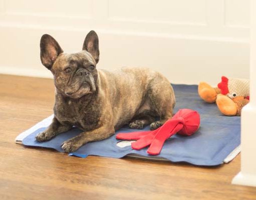 Different Types of Dog Cooling Products: Mats, Beds, Vests, Bandanas, Collars Different Types of Dog Cooling Products - Mats, Beds, Vests, Bandanas, Collars featured image