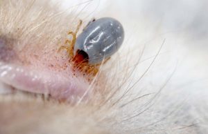 Flea and Tickborne Illnesses in Dogs: The Complete Guide Flea and Tickborne Illnesses in Dogs - The Complete Guide