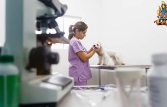 TOP #94: How DNA Research Is Helping Dogs Around the World How DNA Research Is Helping Dogs Around the World