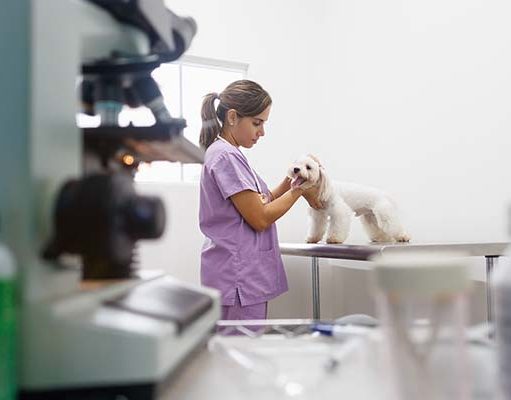 TOP #94: How DNA Research Is Helping Dogs Around the World How DNA Research Is Helping Dogs Around the World