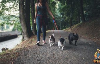 TOP #91: How to Choose the Right Dog Sitter How to Choose the Right Dog Sitter