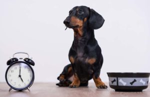 Intermittent Fasting for Dogs: Good or Bad? Intermittent Fasting for Dogs - Good or Bad