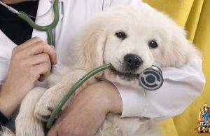 TOP #88: Paying for Veterinary Expenses You Can’t Afford Paying for Veterinary Expenses You Can't Afford