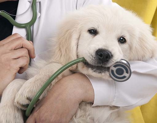 TOP #88: Paying for Veterinary Expenses You Can’t Afford Paying for Veterinary Expenses You Can't Afford