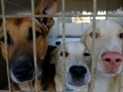 TOP #90: Rescuing Dogs from Foreign Countries Rescuing Dogs from Foreign Countries