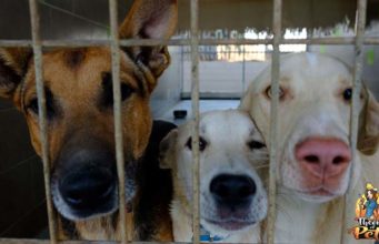TOP #90: Rescuing Dogs from Foreign Countries Rescuing Dogs from Foreign Countries