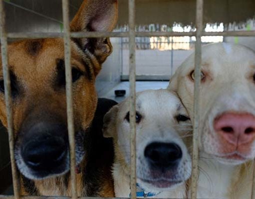 TOP #90: Rescuing Dogs from Foreign Countries Rescuing Dogs from Foreign Countries