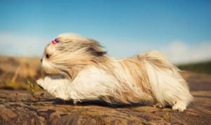 The Shih Tzu has a brachycephalic muzzle and a long, flowy hair that tends to get matted easily. They're also heat sensitive