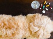10 Best Dog Anxiety Medications (Over-the-Counter) The 10 Best Dog Anxiety Medication Over the Counter and Alternatives