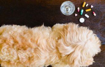 10 Best Dog Anxiety Medications (Over-the-Counter) The 10 Best Dog Anxiety Medication Over the Counter and Alternatives