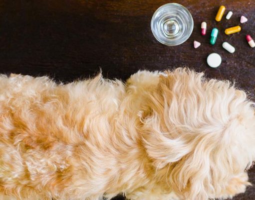10 Best Dog Anxiety Medications (Over-the-Counter) The 10 Best Dog Anxiety Medication Over the Counter and Alternatives