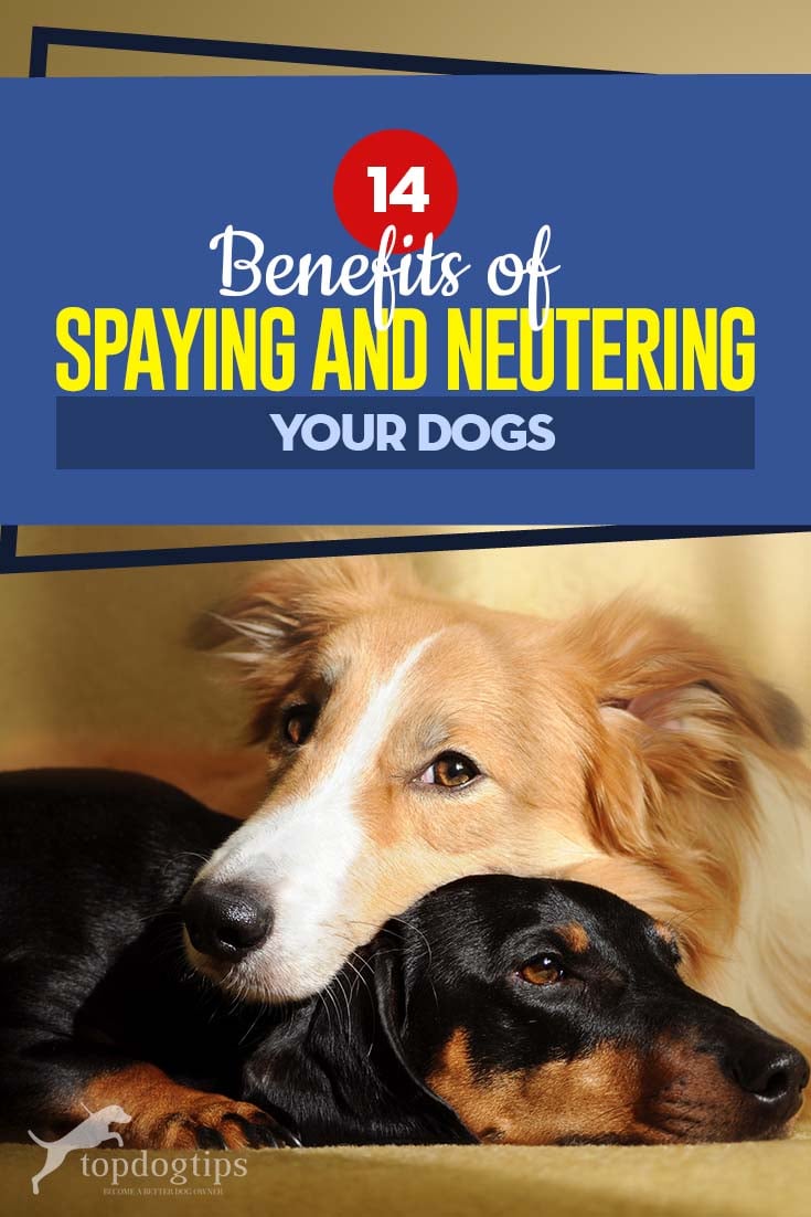 are neutered dogs happier