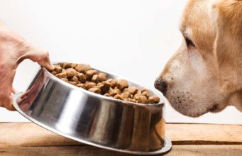 The Best Dog Food for Dogs with Sensitive Stomachs The Best Dog Food for Dogs with Sensitive Stomachs
