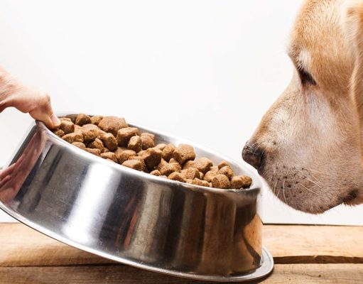 The Best Dog Food for Dogs with Sensitive Stomachs The Best Dog Food for Dogs with Sensitive Stomachs