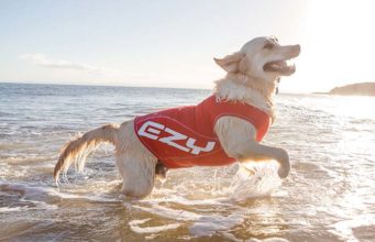 The Best Sun Protection Clothing for Dogs The Best Sun Protection Clothing for Dogs