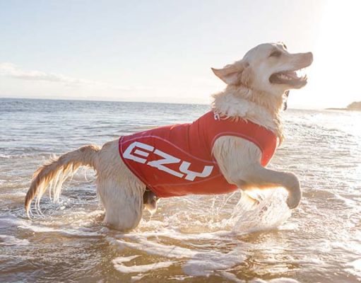 The Best Sun Protection Clothing for Dogs The Best Sun Protection Clothing for Dogs