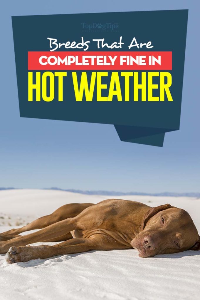 9 Best Dog Breeds for Hot Weather
