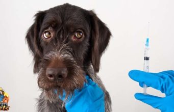TOP #92: What is Over Vaccination in Dogs & How to Prevent It What is Over Vaccination in Dogs and How to Prevent It