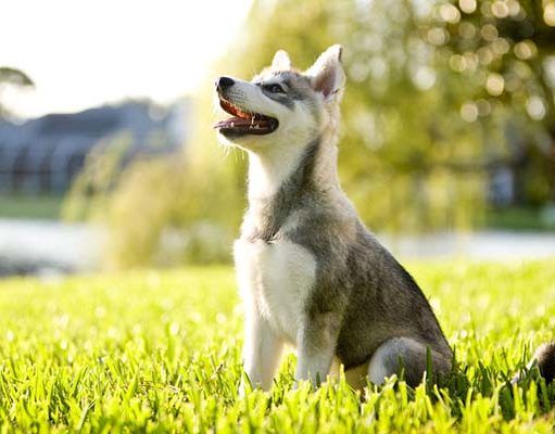 TOP #93: What is Sniffspot and How It Helps to Mentally Stimulate Dogs What is Sniffspot and How It Helps to Mentally Stimulate Dogs