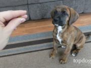 How to Teach a Dog to Sit with Positive Reinforcement how to teach a dog to sit