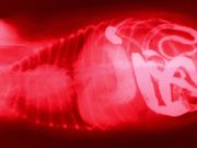 10 Most Common Dog Digestive Problems 10 Most Common Dog Digestive Problems and How to Treat Them