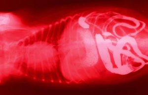 10 Most Common Dog Digestive Problems 10 Most Common Dog Digestive Problems and How to Treat Them