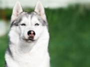 29 Things You Do That Your Dog Secretly Hates 29 Things You Do That Your Dog Secretly Hates