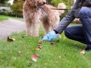 6 Reasons to Pick Up Your Dog’s Poop 6 Reasons You Should Always Pick Up Your Dog’s Poop