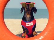 8 Water and Swimming Dangers and Safety Tips for Dog Owners 8 Water and Swimming Safety Tips for Dog Owners
