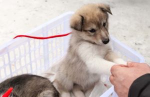 Are You Really Ready to Bring a Dog Home? Are You Really Ready to Bring a Dog Home