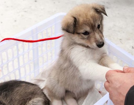 Are You Really Ready to Bring a Dog Home? Are You Really Ready to Bring a Dog Home
