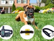 5 Best Citronella Dog Collar Choices Best Citronella Dog Collar