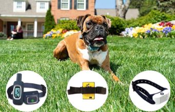 5 Best Citronella Dog Collar Choices Best Citronella Dog Collar