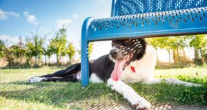 Best Dog Breeds for Hot Weather: 17 Heat-Tolerant Dogs Best Dog Breeds for Hot Weather