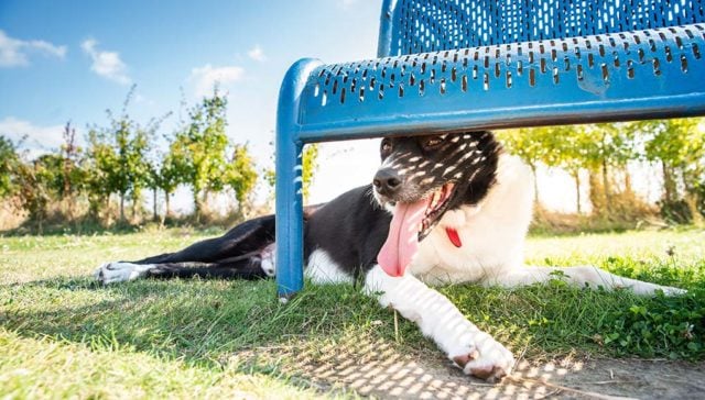 Best Dog Breeds for Hot Weather