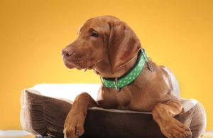 Top 5 Best Hemp Dog Collars